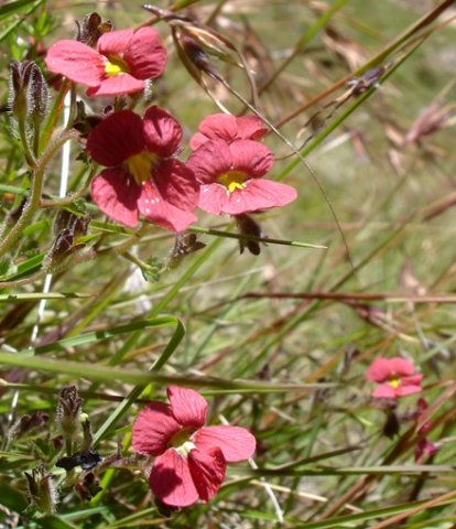 Jamesbrittenia breviflora